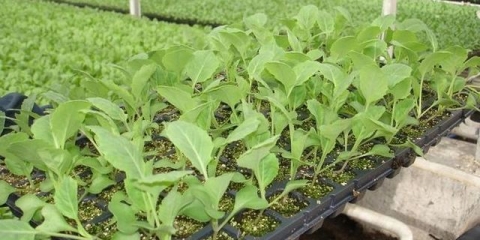 Sadnice kupusa požute i osuše se: šta učiniti